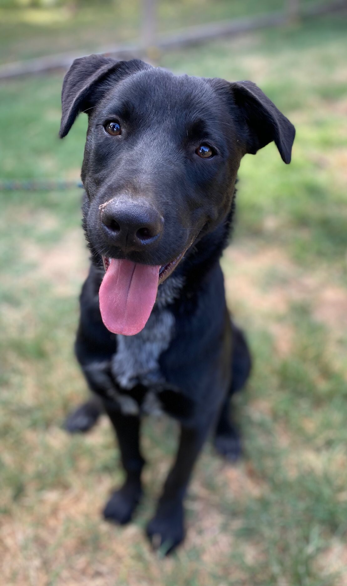 Toby